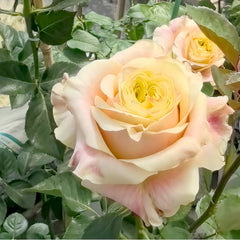 Wild Crown Rose