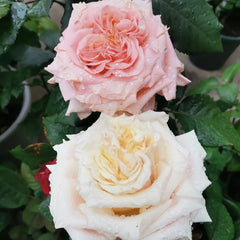 Wild Crown Rose