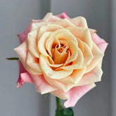 Wild Crown Rose