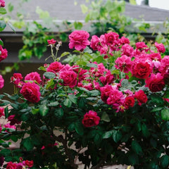 William Shakespeare 2000 Rose