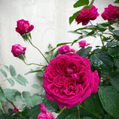 William Shakespeare 2000 Rose
