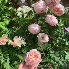 William Morris Rose