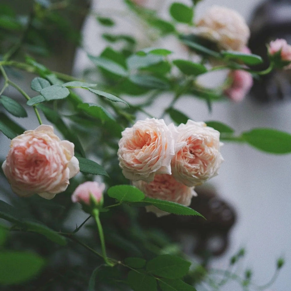 William Morris Rose