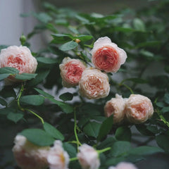 William Morris Rose