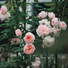 William Morris Rose