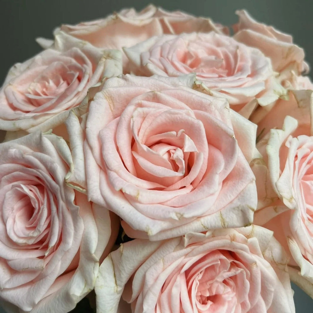 Yanyu Haitang Rose