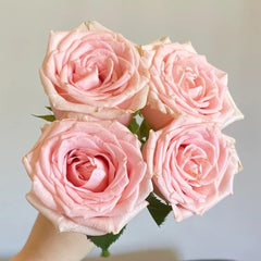 Yanyu Haitang Rose