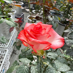Yashika Rose