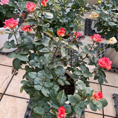 Yashika Rose