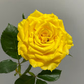 Yellow Breeze Rose