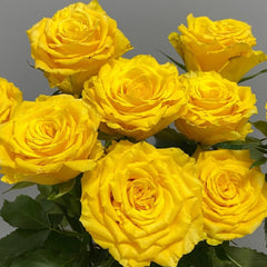 Yellow Breeze Rose