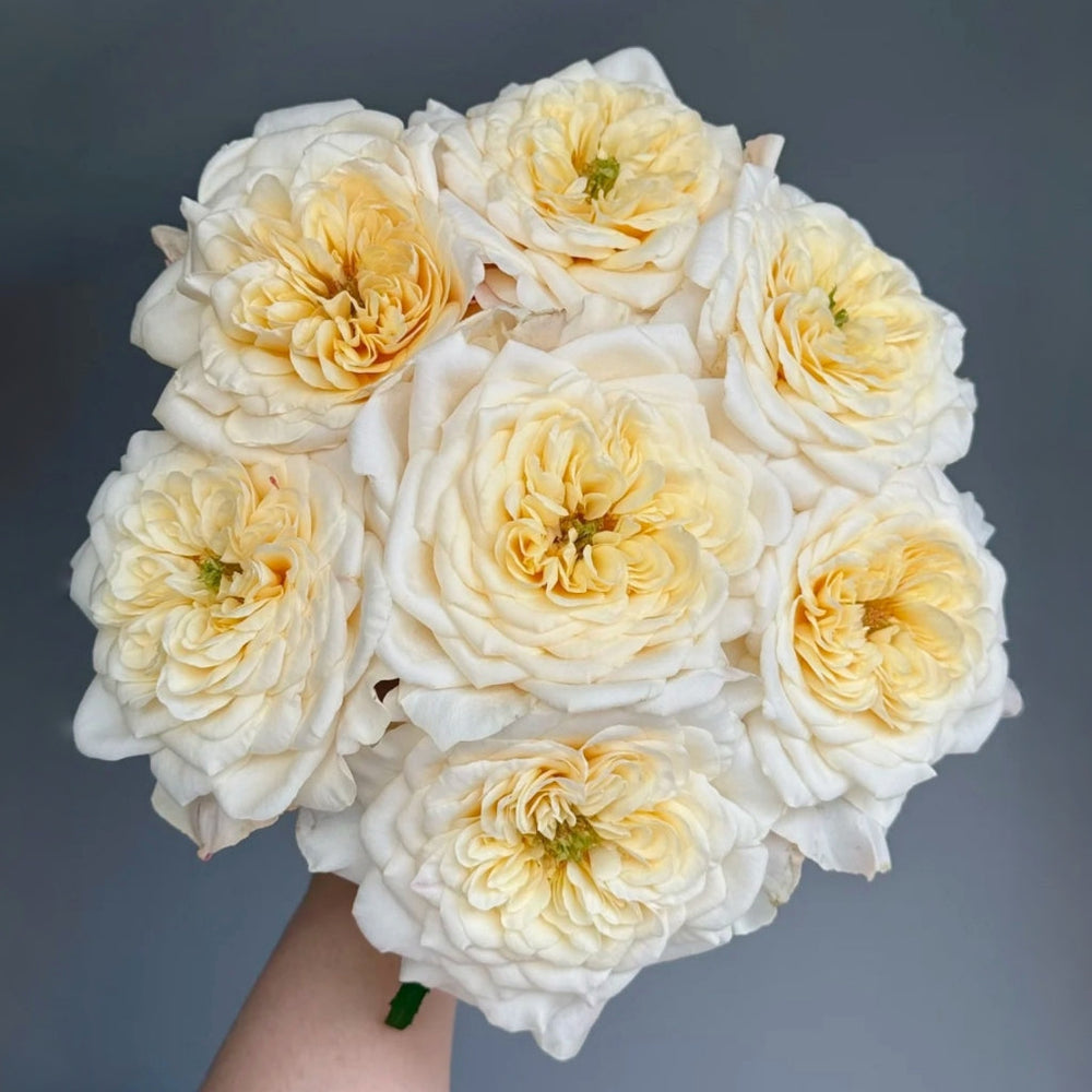 Yellow Mikoto Rose