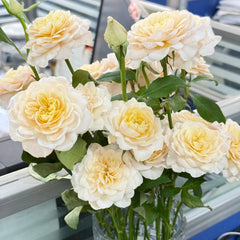 Yellow Mikoto Rose