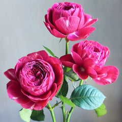Yingchun Rose