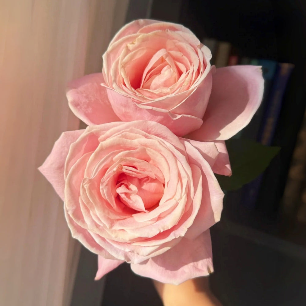 Yunjin Rose