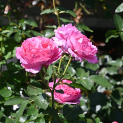 Yves Piaget Rose