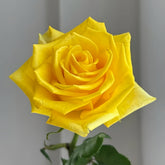 Zaoan Rose