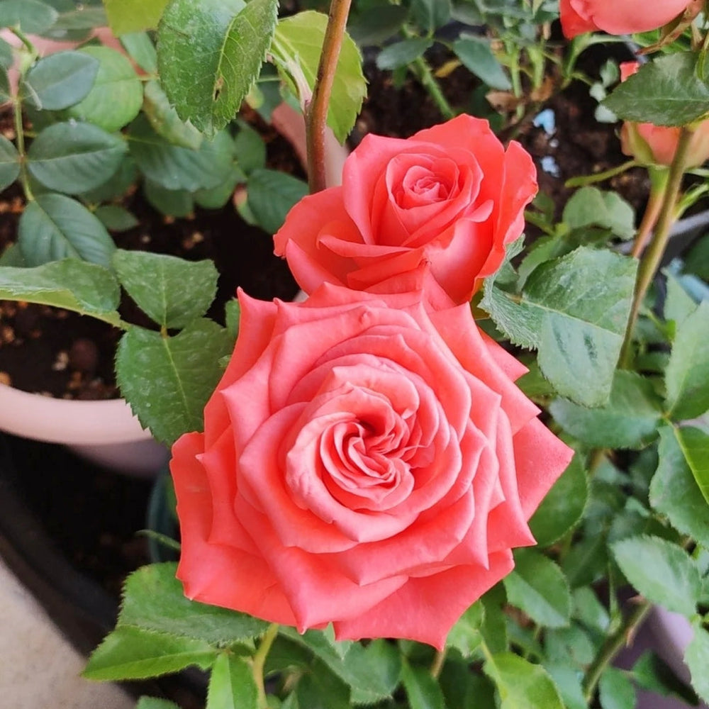 Zhihua Rose