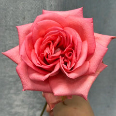 Zhihua Rose