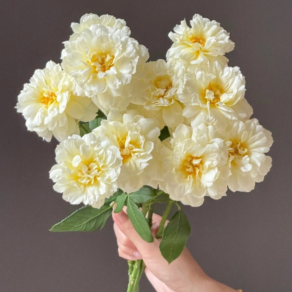 lmogen Rose