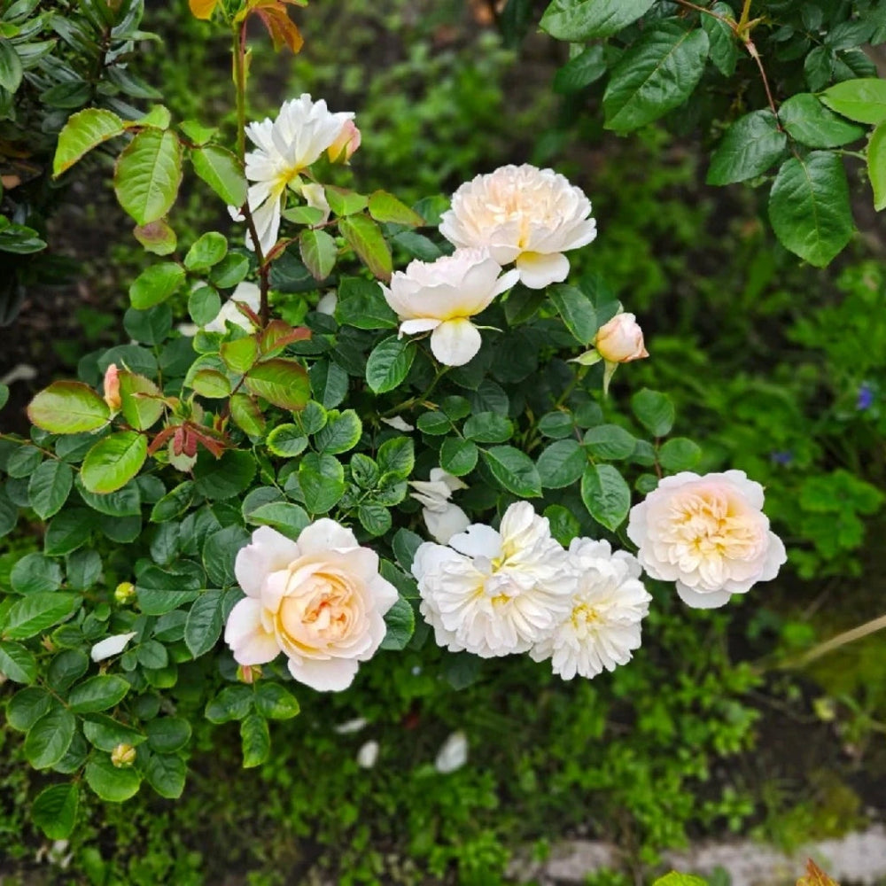 lmogen Rose