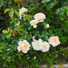 lmogen Rose