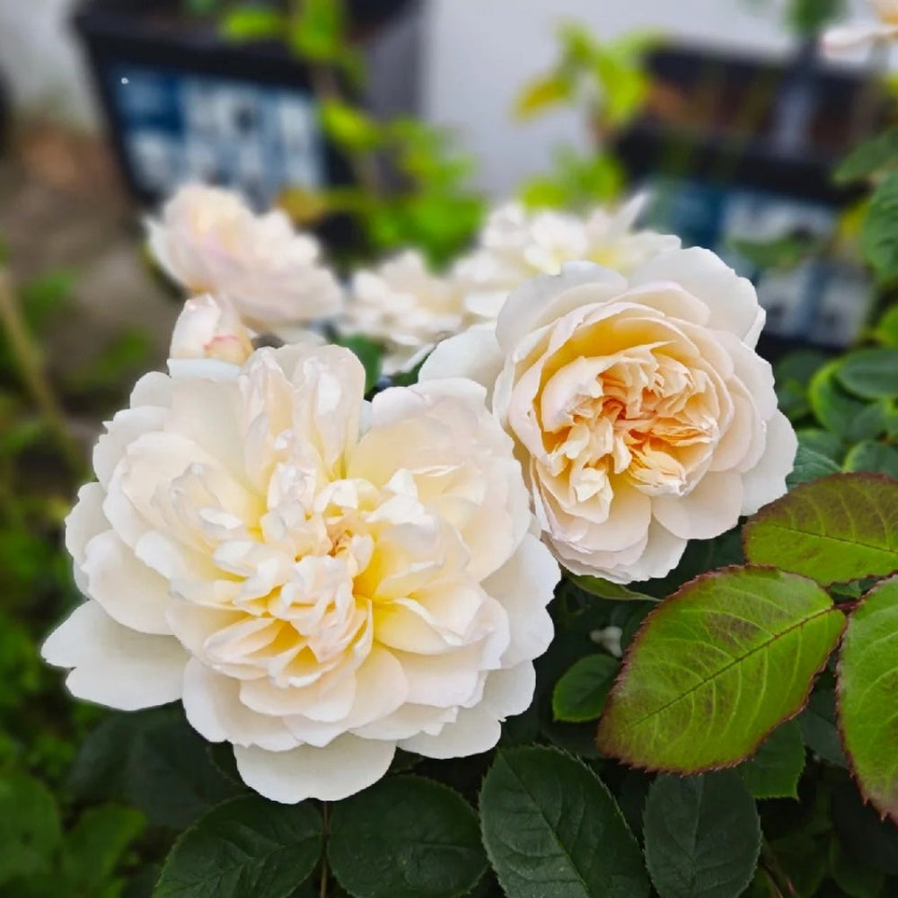 lmogen Rose