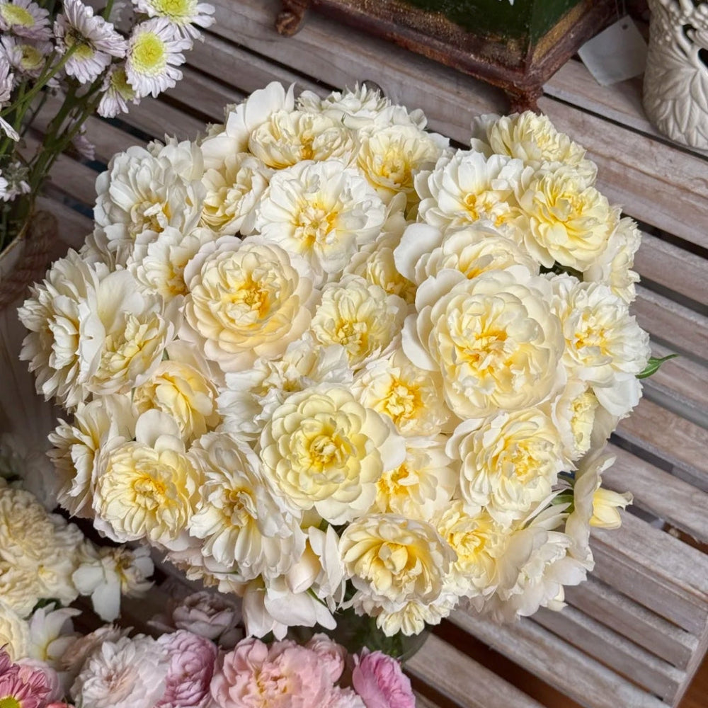 lmogen Rose