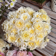 lmogen Rose