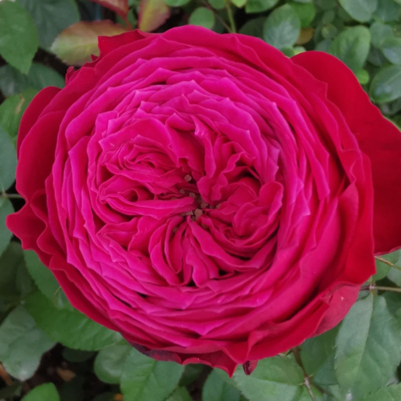 Just More Rose