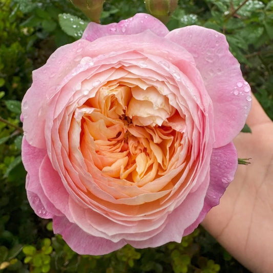 The Enduring Charm of Constance Rose: A David Austin Shrub for Every Garden