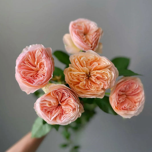 Unveiling the Georgina Gardens Rose: A German Orange Cut Rose Masterpiece for Your Garden