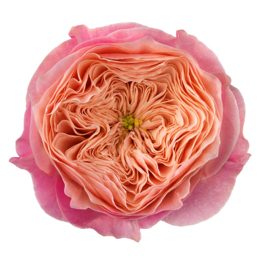 Harper Rose: Cultivating Elegance – Your Guide to Growing Stunning Pink & Peach-Pink Cut Roses with Exceptional Vase Life