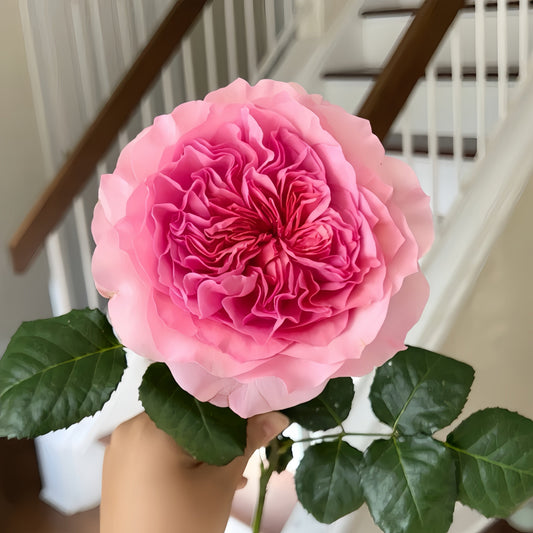 Millicent Rose: Cultivating David Austin's Exquisite Pink Beauty with Spiraling Petals