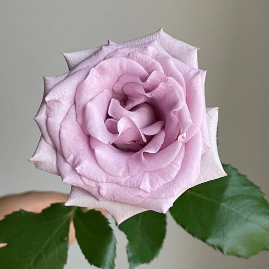 Unveiling the Ocean Song Rose: A Guide to Cultivating Elegant Lavender Blooms