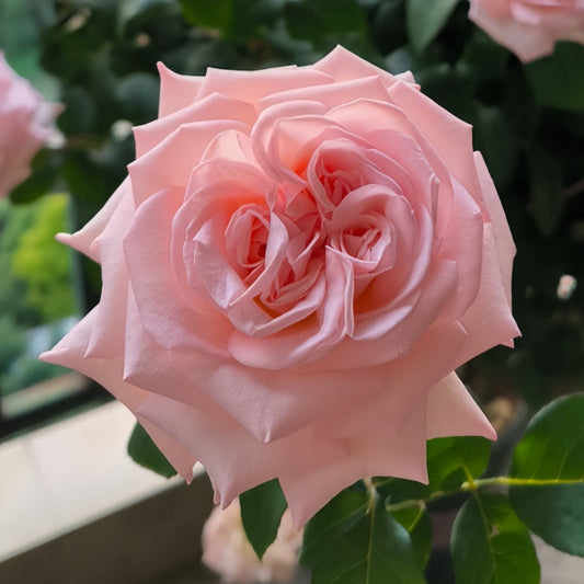Embrace French Elegance: The Allure and Care of the Pink O'Hara Rose