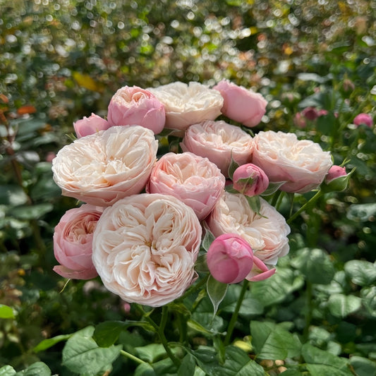 Unveiling the Royal Blush Rose: Your Guide to Growing Elegant Dutch Pink Blooms
