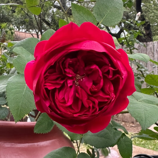 The Allure of Tess Rose: A David Austin Deep Red Velvet Beauty for Your Garden and Vases