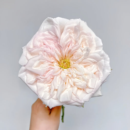 The White O'Hara Rose: Cultivating French Elegance and Lavender Fragrance in Your Garden