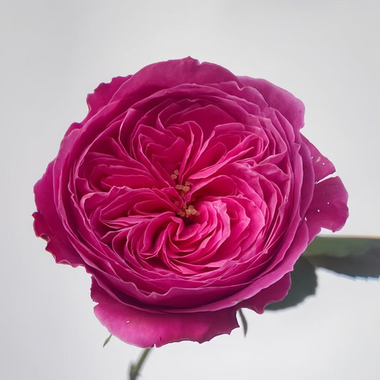 Embrace Elegance: Your Complete Guide to Growing the Yu Zen Rose, a Japanese Red Shrub Beauty