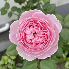 Geoff Hamilton Rose