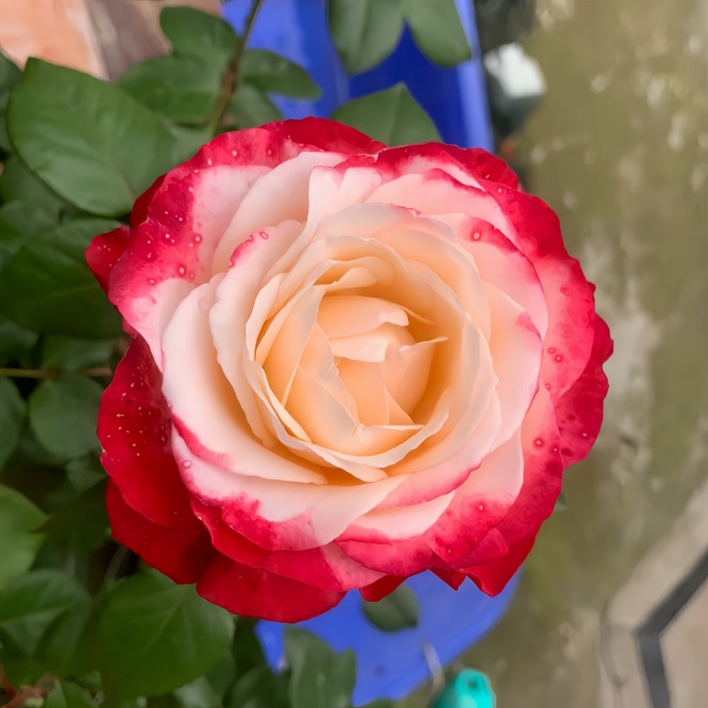 Nostalgie Rose