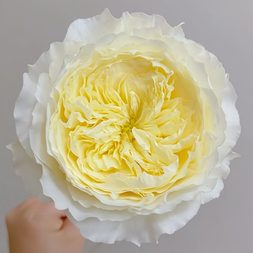 Patience Rose