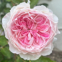 Rosalind Rose