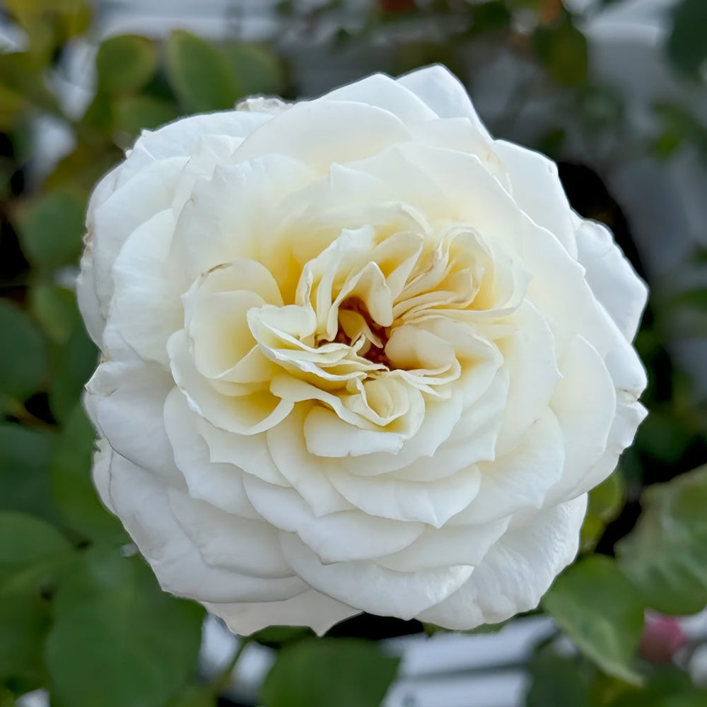 Leonora Rose