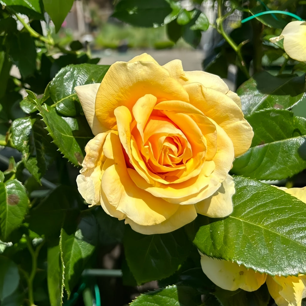 St.Tropez Rose