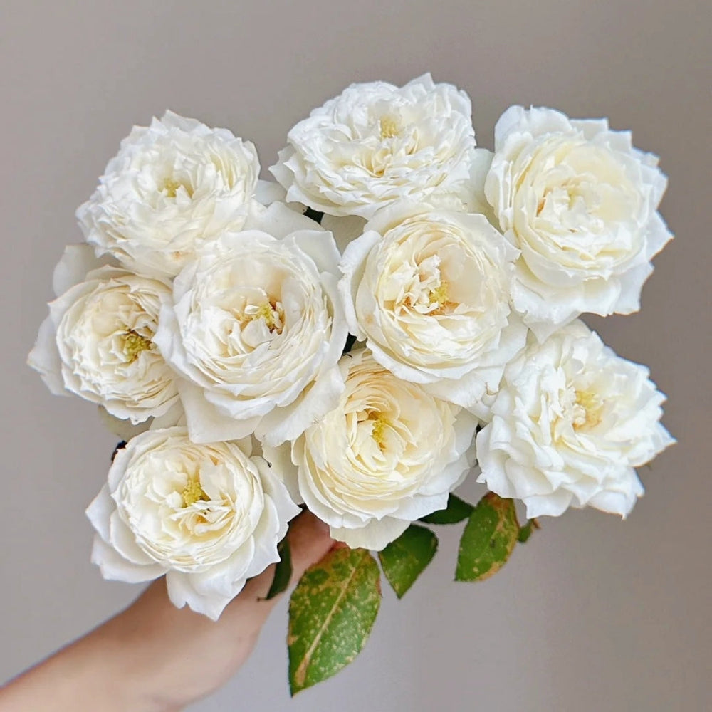 Purity Rose