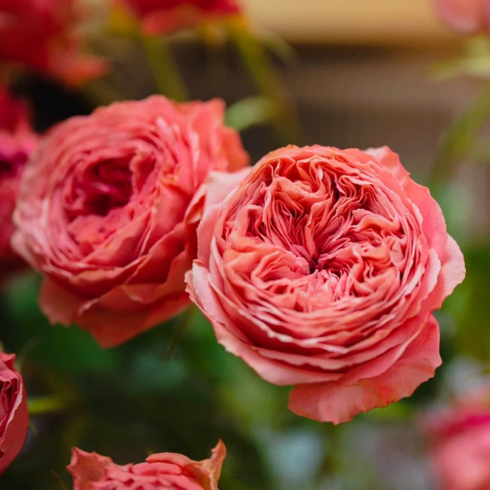 Bella Trendsetter Rose