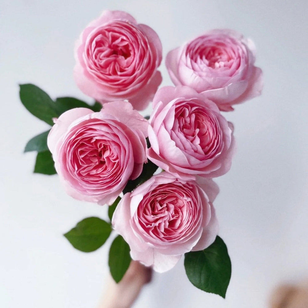 Geoff Hamilton Rose
