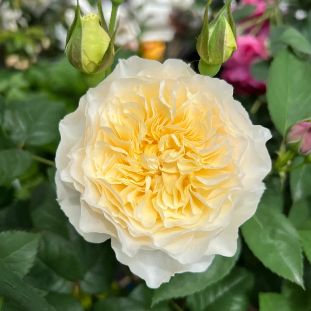 Eugenie Rose